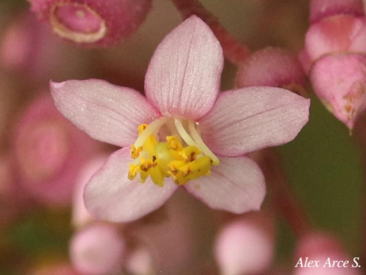 Conostegia subcrustulata (Uña de gato)