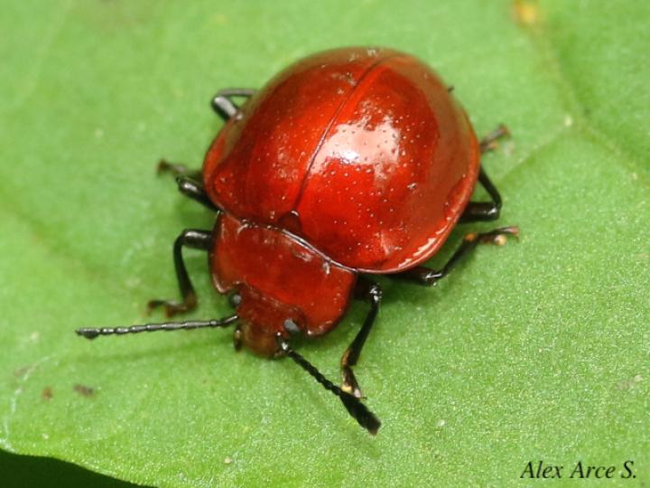 Corynomalus laevigatus