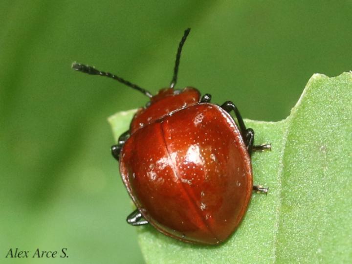 Corynomalus laevigatus