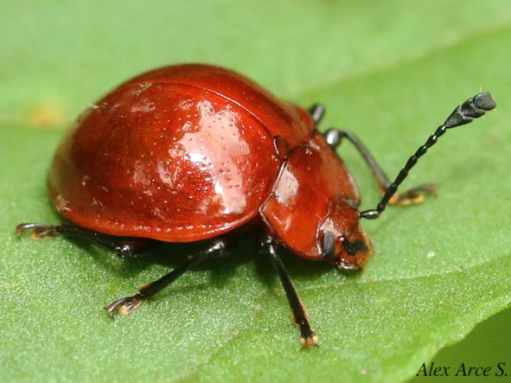 Corynomalus laevigatus