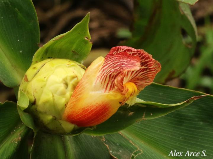 Costus laevis