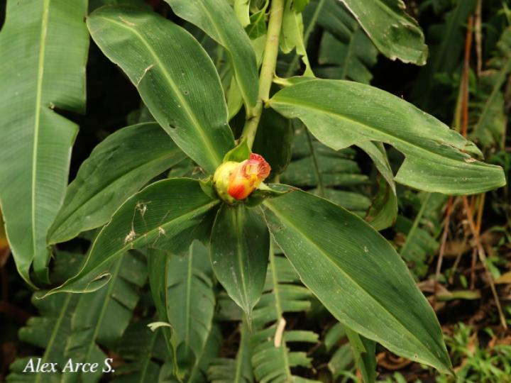Costus laevis