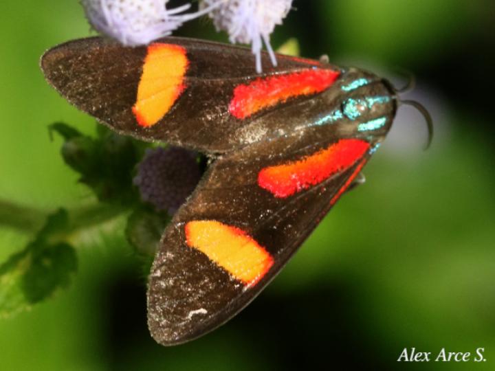 Cyanopepla submacula