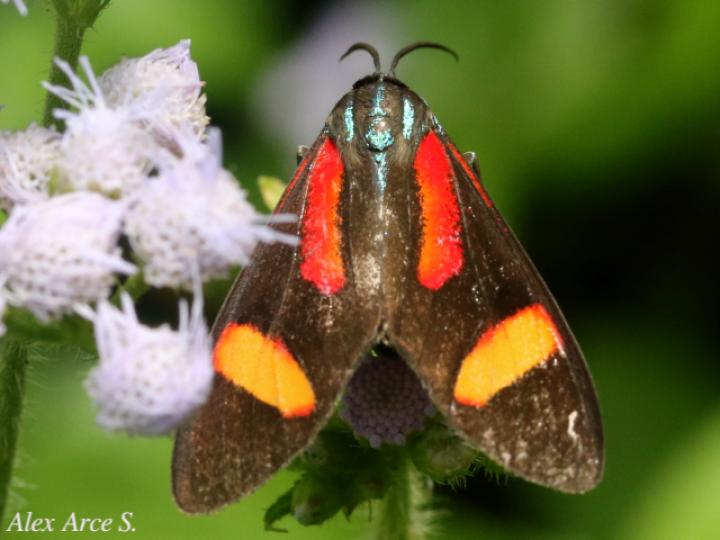Cyanopepla submacula