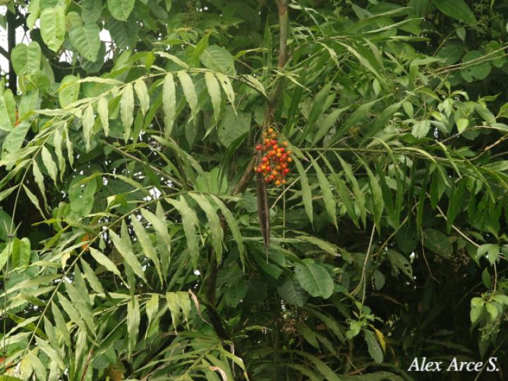 Desmoncus moorei