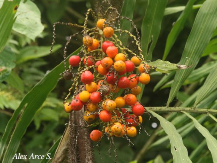 Desmoncus moorei