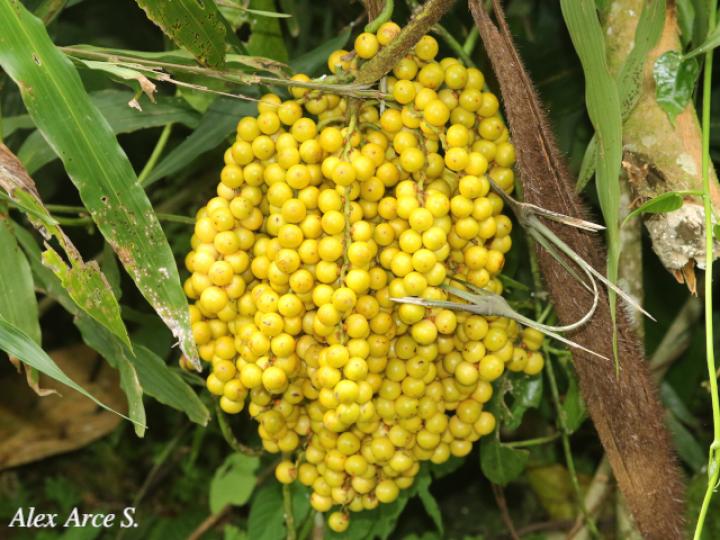 Desmoncus moorei