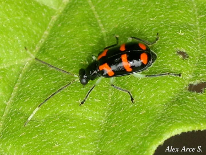 Diabrotica trifasciata