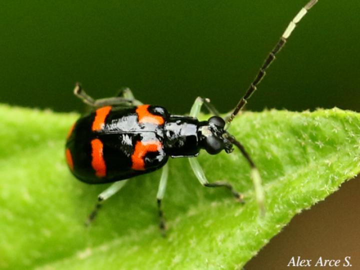 Diabrotica trifasciata