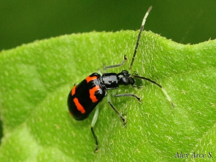 Diabrotica trifasciata