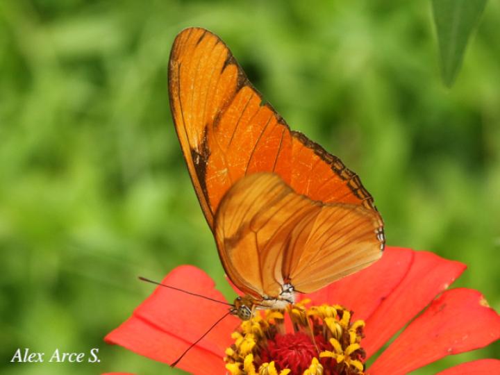 Dryas iulia moderata