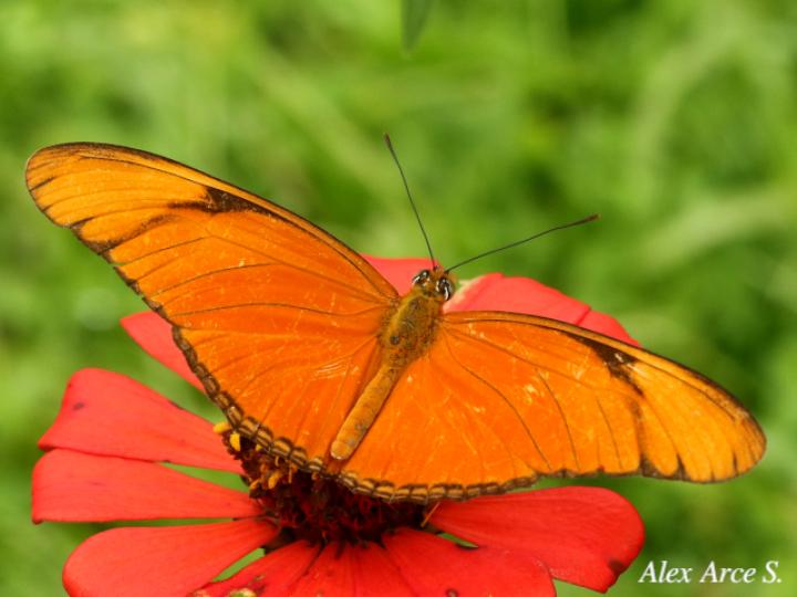 Dryas iulia moderata