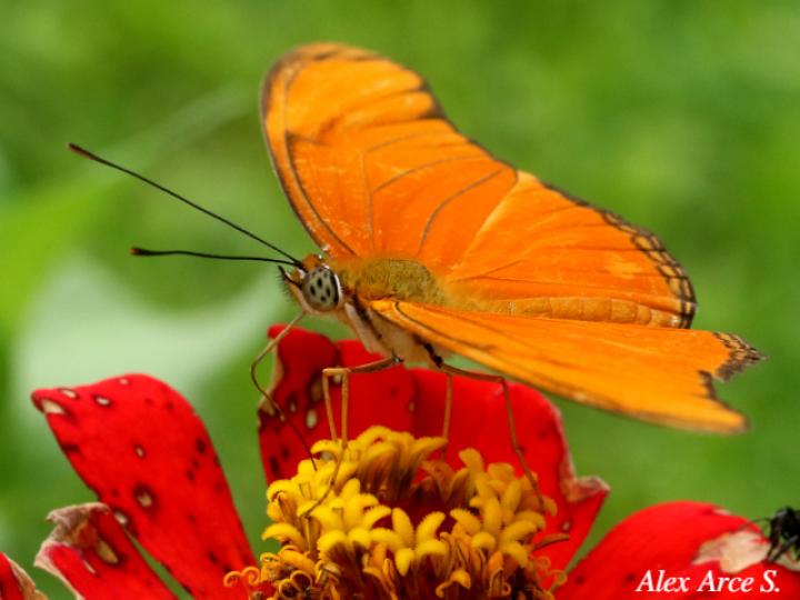 Dryas iulia moderata
