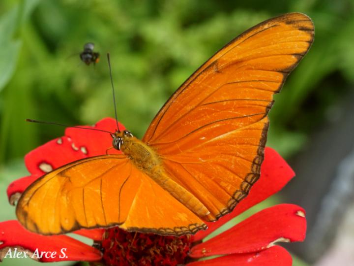 Dryas iulia moderata