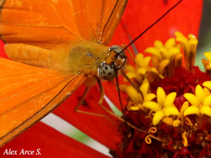 Dryas iulia moderata