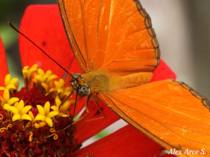 Dryas iulia moderata