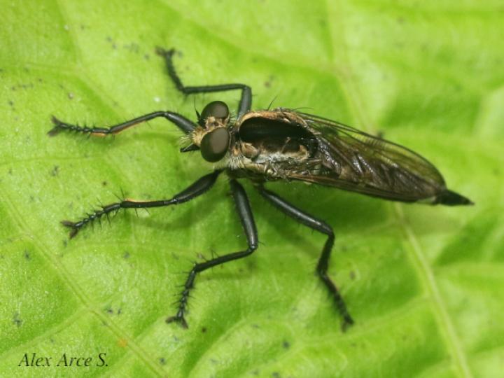 Eicherax bellardii