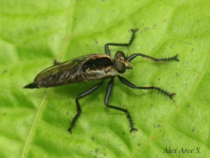 Eicherax bellardii