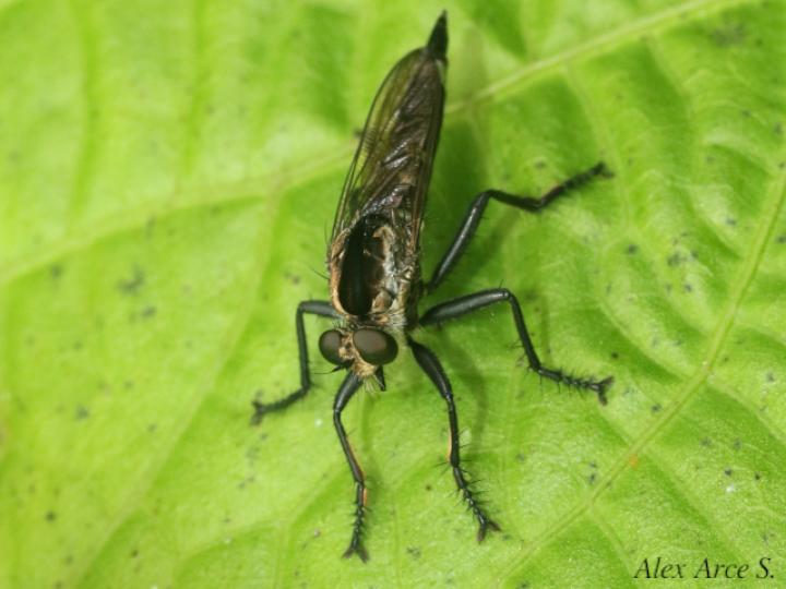 Eicherax bellardii