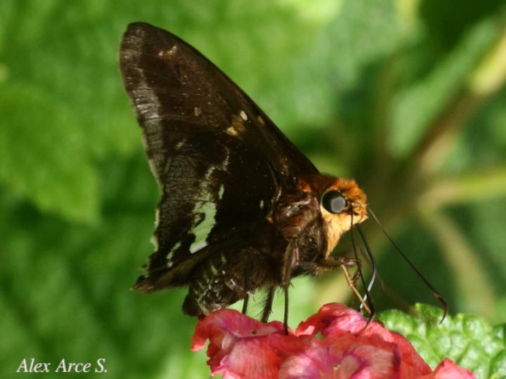 Epargyreus cruza