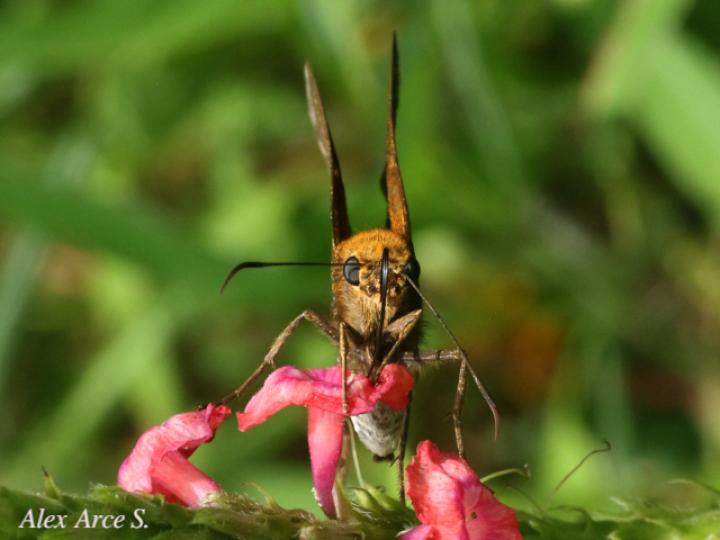 Epargyreus cruza