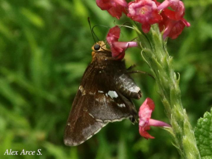 Epargyreus cruza
