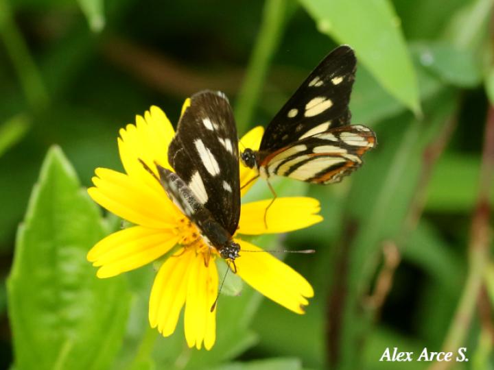 Eresia clio