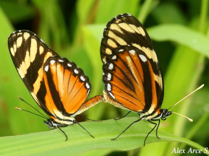 Eresia ithomioides alsina