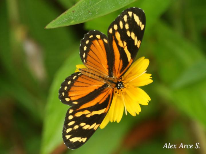 Eresia ithomioides alsina