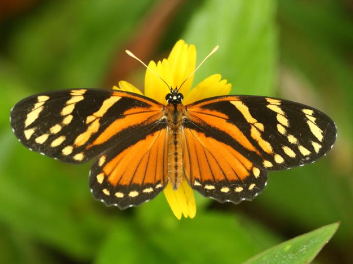 Eresia ithomioides alsina