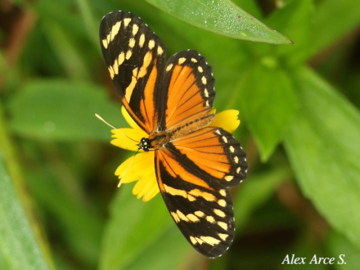 Eresia ithomioides alsina
