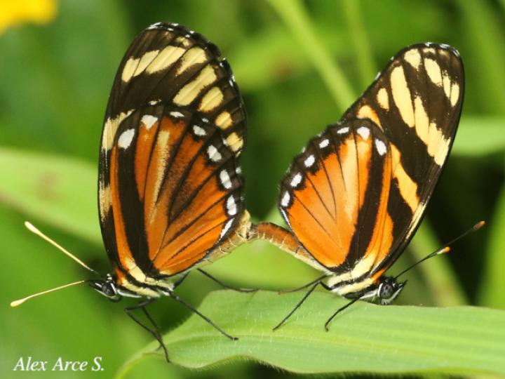 Eresia ithomioides alsina