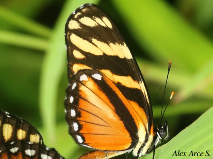 Eresia ithomioides alsina