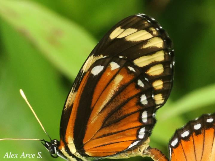 Eresia ithomioides alsina