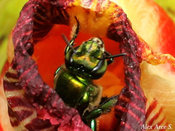 Euglossa ignita