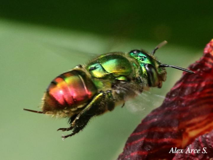 Euglossa ignita