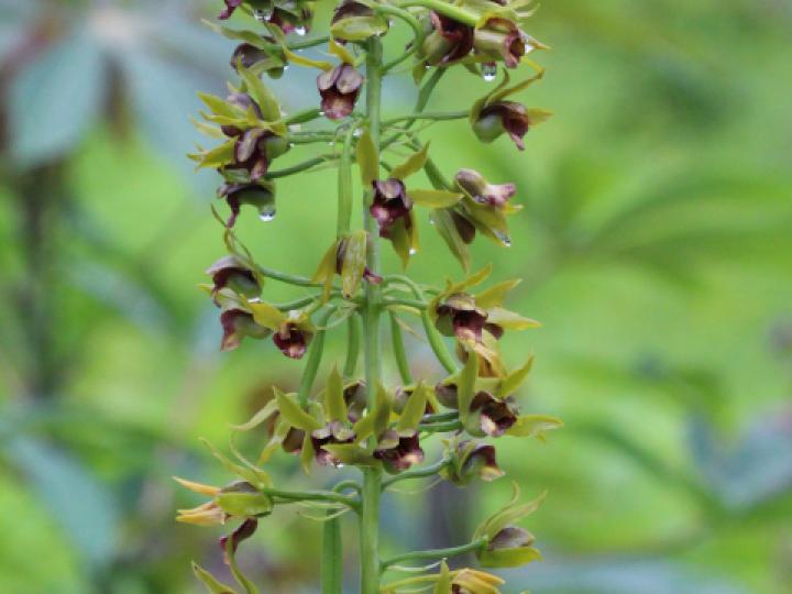 Eulophia alta