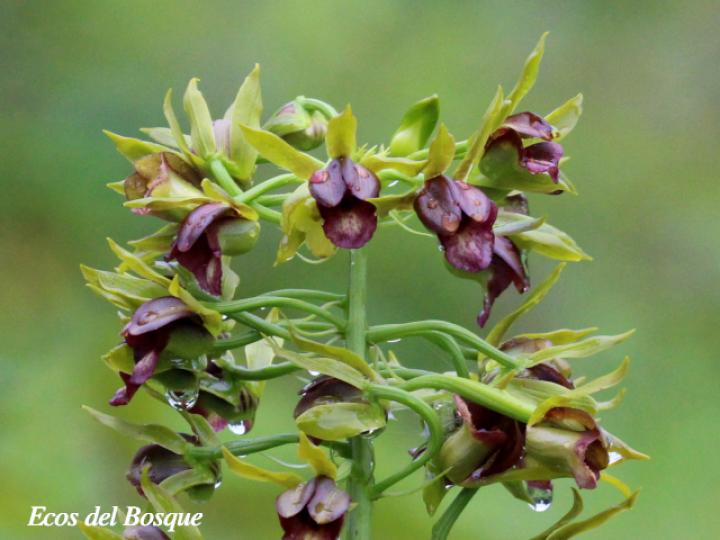 Eulophia alta
