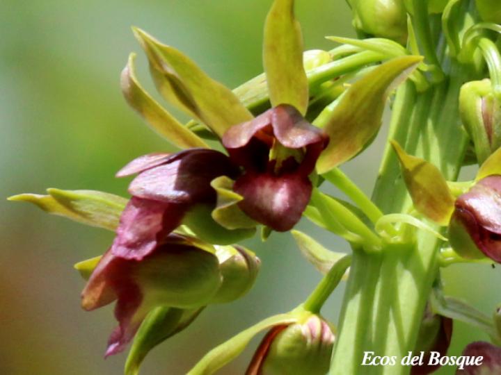 Eulophia alta