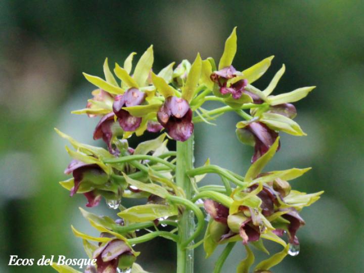 Eulophia alta