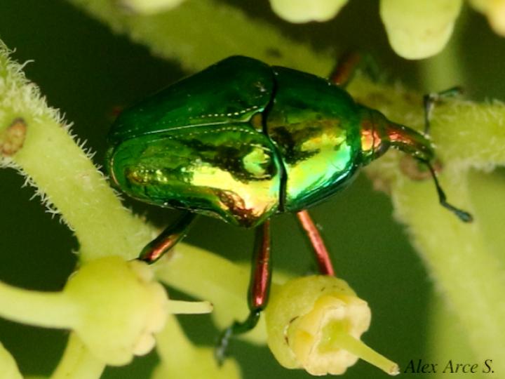 Eurhinus magnificus