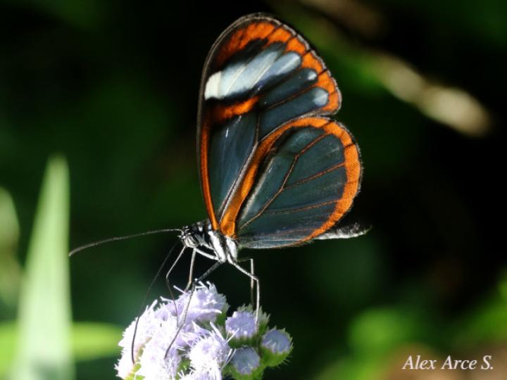 Greta morgane oto (Alas de cristal oxidada)