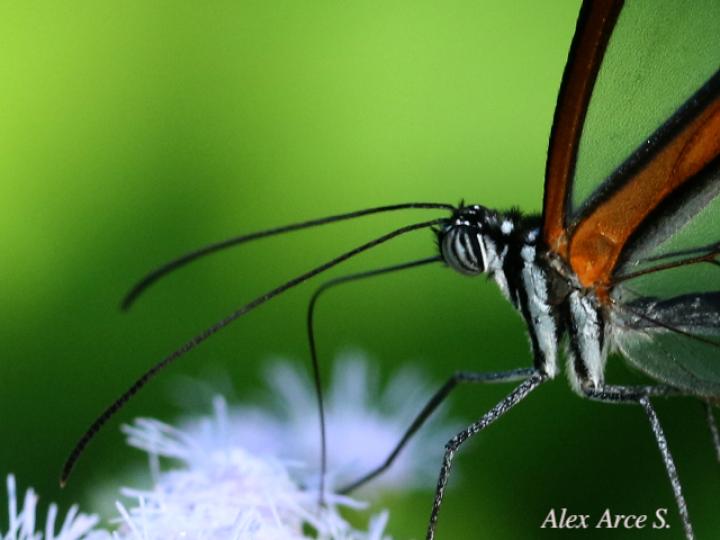 Greta morgane oto (Alas de cristal oxidada)