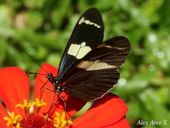 Heliconius sara fulgidus