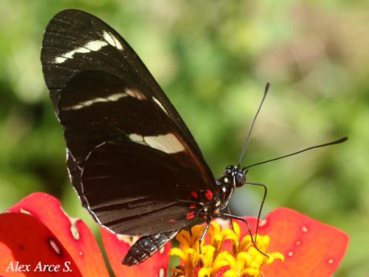 Heliconius sara fulgidus