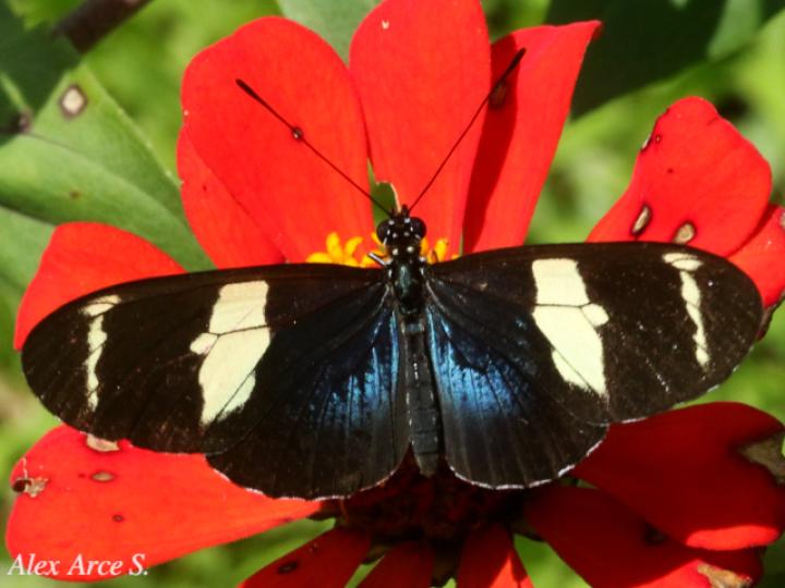 Heliconius sara fulgidus