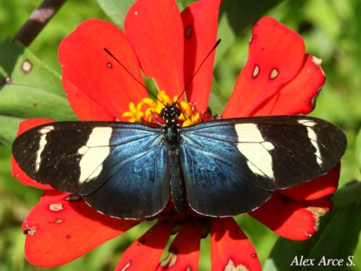Heliconius sara fulgidus