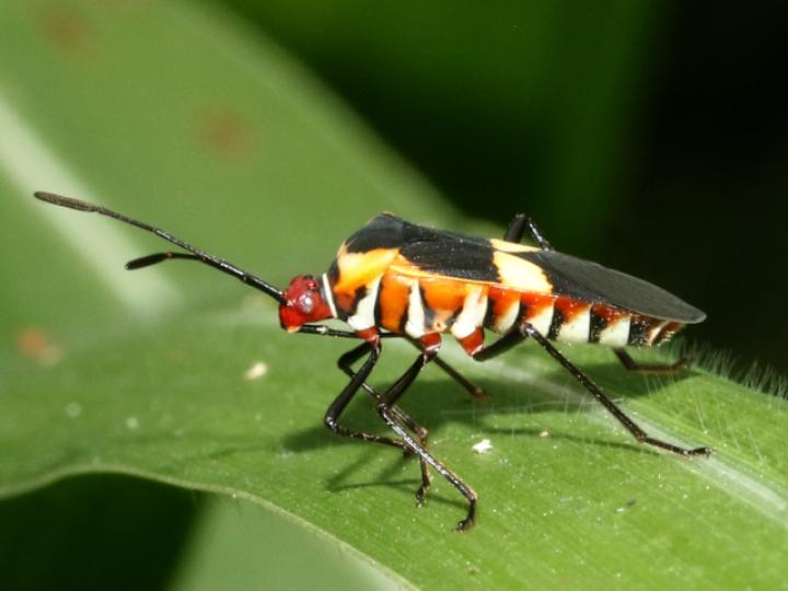 Hypselonotus interruptus 