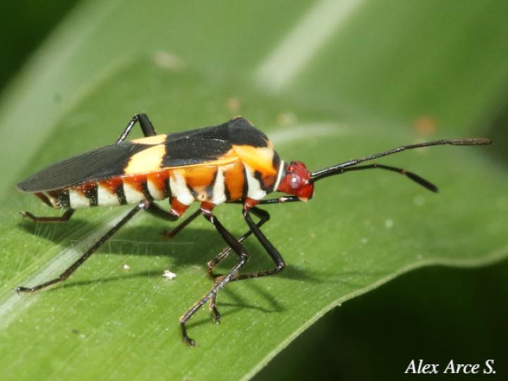 Hypselonotus interruptus