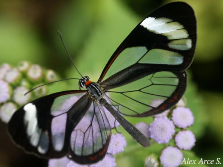 Ithomia patilla (Mariposa vitral)